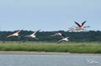 Flamingos alçam voo no Parque Nacional da Lagoa do Peixe, no sul do Rio Grande do Sul, entre a Lagoa dos Patos e o Oceano Atlântico